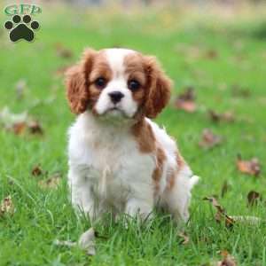 Fancy, Cavalier King Charles Spaniel Puppy