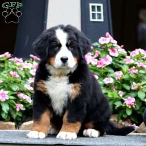 Fancy, Bernese Mountain Dog Puppy