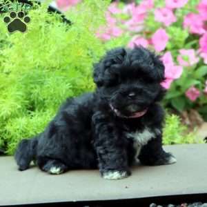 Fancy, Havapoo Puppy