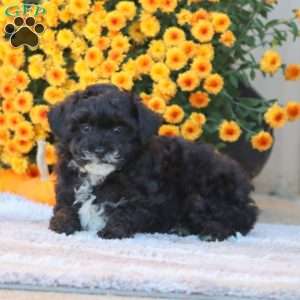 Fancy, Toy Poodle Puppy