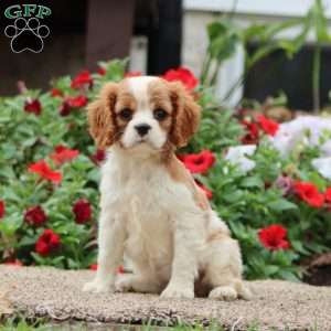Fancy, Cavalier King Charles Spaniel Puppy