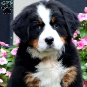 Fancy, Bernese Mountain Dog Puppy