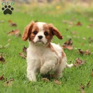 Fancy, Cavalier King Charles Spaniel Puppy