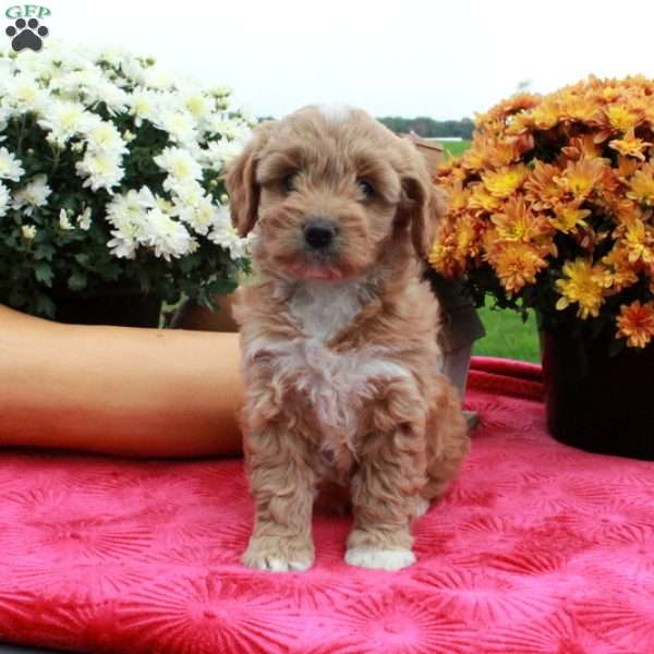 Fawn, Cockapoo Puppy