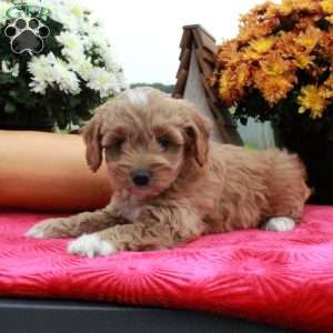 Fawn, Cockapoo Puppy