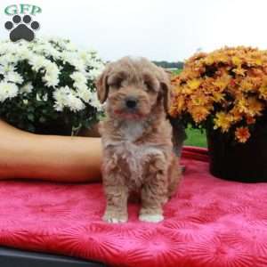 Fawn, Cockapoo Puppy