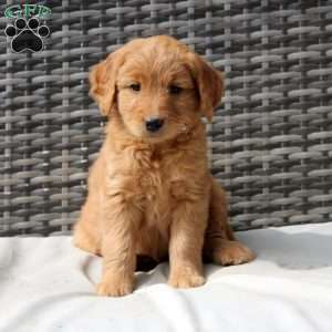 Fawn, Goldendoodle Puppy