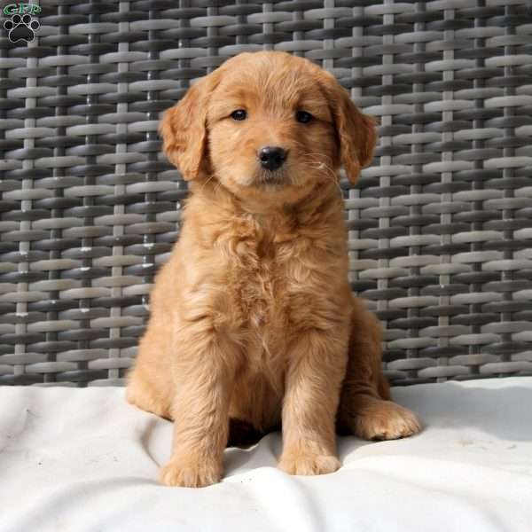 Fawn, Goldendoodle Puppy