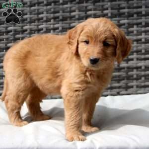 Fawn, Goldendoodle Puppy