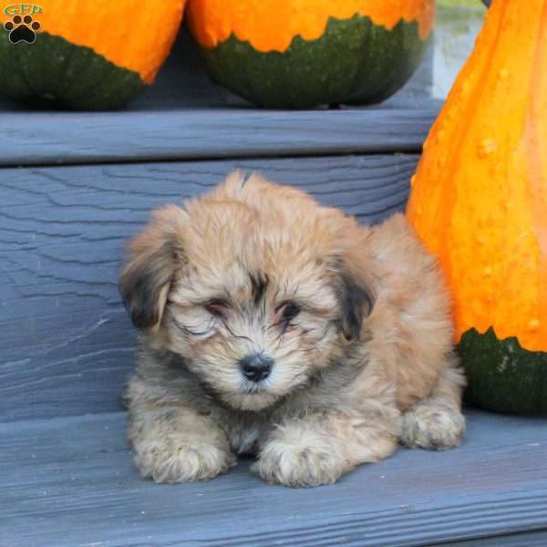 Felicity, Havanese Puppy
