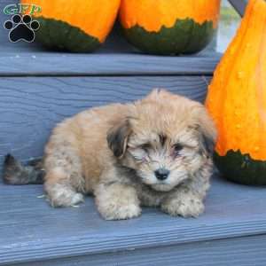 Felicity, Havanese Puppy