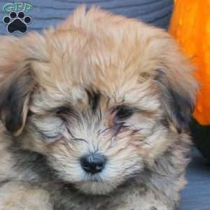 Felicity, Havanese Puppy