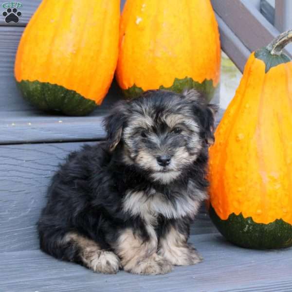 Felix, Havanese Puppy