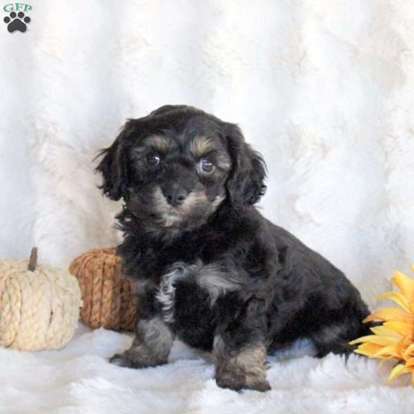 Felix, Cavachon Puppy