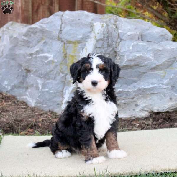 Felix, Mini Bernedoodle Puppy