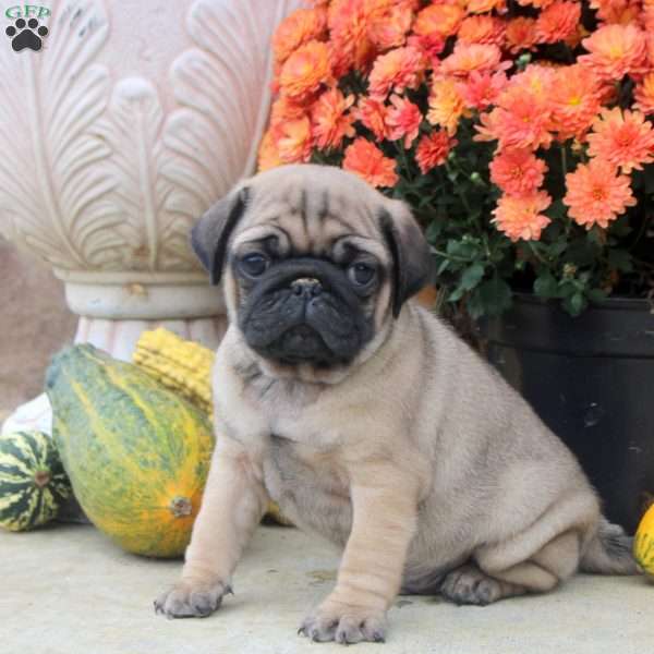 Felix, Pug Puppy