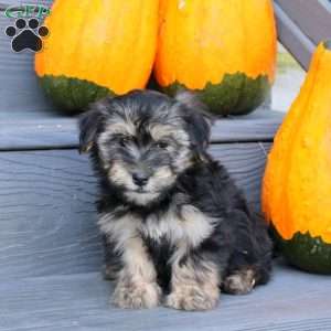 Felix, Havanese Puppy