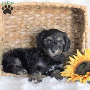 Felix, Cavachon Puppy