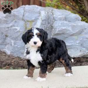 Felix, Mini Bernedoodle Puppy