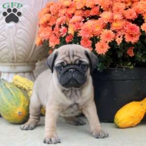 Felix, Pug Puppy