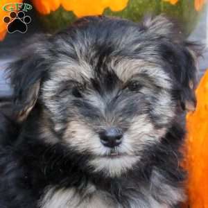 Felix, Havanese Puppy