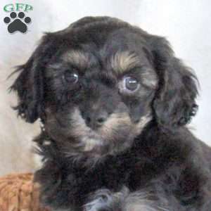 Felix, Cavachon Puppy