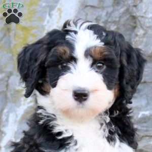 Felix, Mini Bernedoodle Puppy