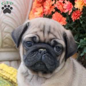 Felix, Pug Puppy