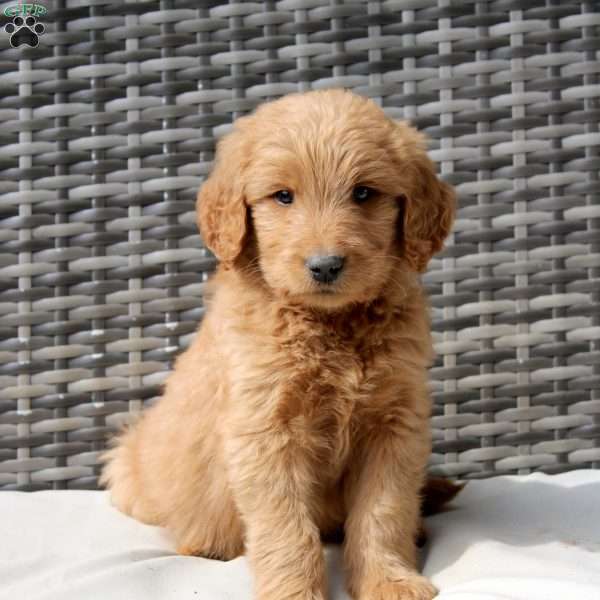 Felix, Goldendoodle Puppy