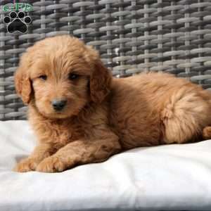 Felix, Goldendoodle Puppy