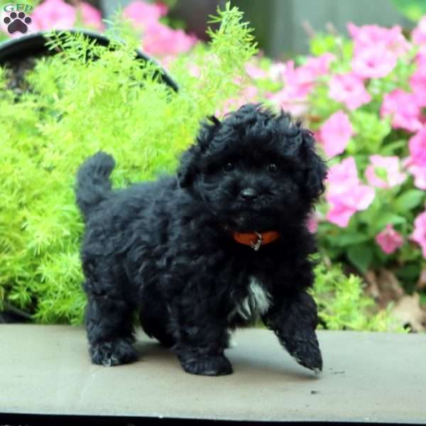 Fergie, Havapoo Puppy