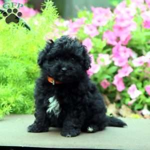Fergie, Havapoo Puppy