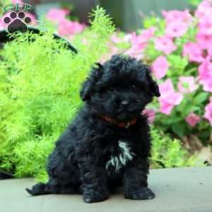 Fergie, Havapoo Puppy