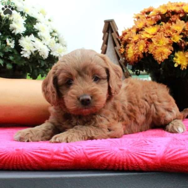 Fern, Cockapoo Puppy