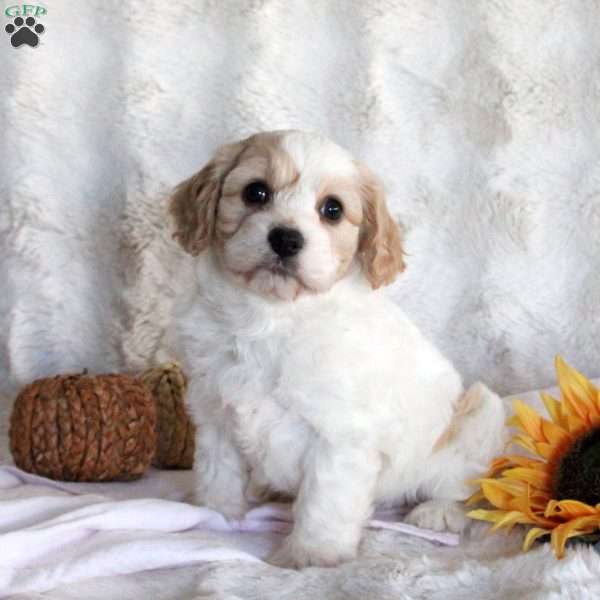 Fern, Cavachon Puppy