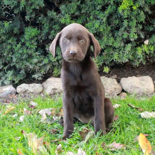 Fern, Chocolate Labrador Retriever Puppy