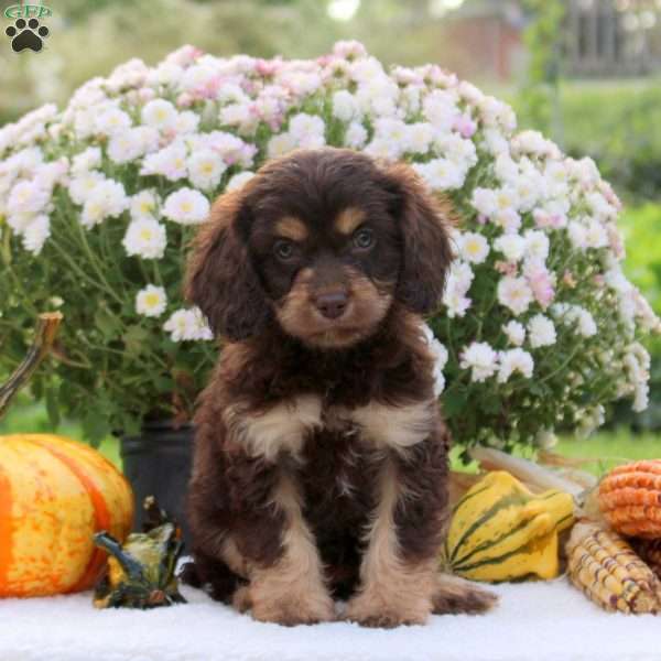 Fern, Cavapoo Puppy