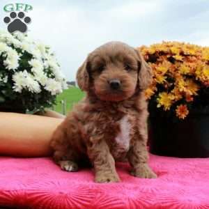 Fern, Cockapoo Puppy