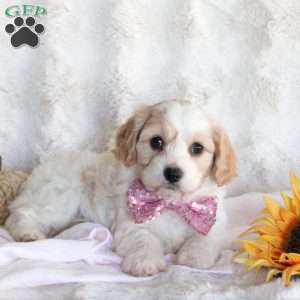 Fern, Cavachon Puppy