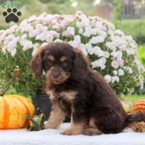 Fern, Cavapoo Puppy