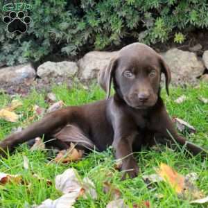 Fern, Chocolate Labrador Retriever Puppy