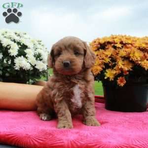 Fern, Cockapoo Puppy