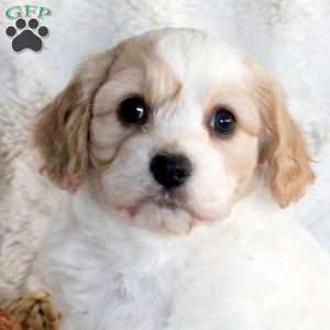 Fern, Cavachon Puppy