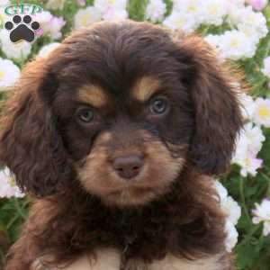 Fern, Cavapoo Puppy