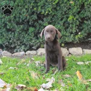 Fern, Chocolate Labrador Retriever Puppy