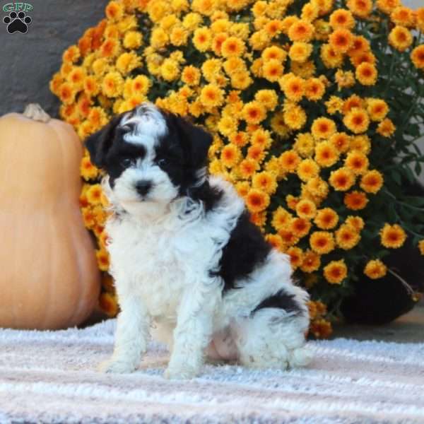 Fern, Toy Poodle Puppy