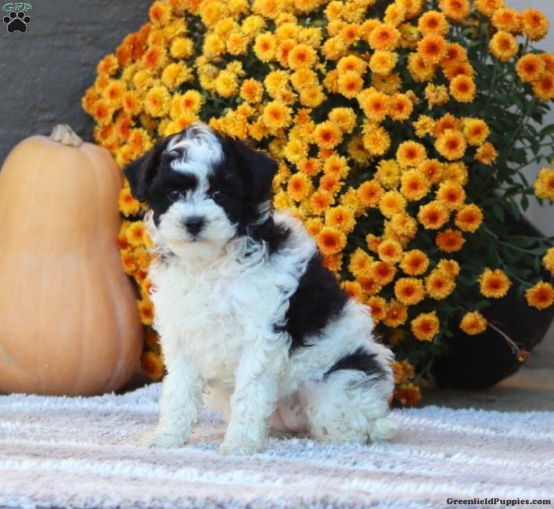 Fern (Toy Poodle, Female) in Honey Brook, PA