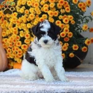 Fern, Toy Poodle Puppy