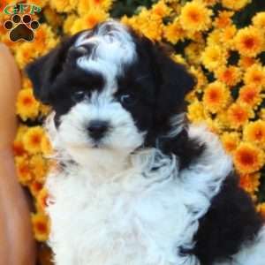 Fern, Toy Poodle Puppy
