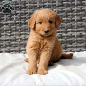 Fern, Goldendoodle Puppy